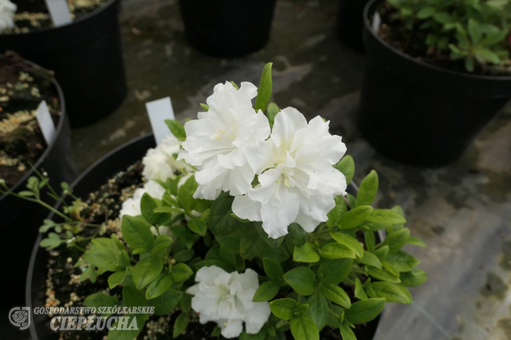 Азалия японская Айспринцессин